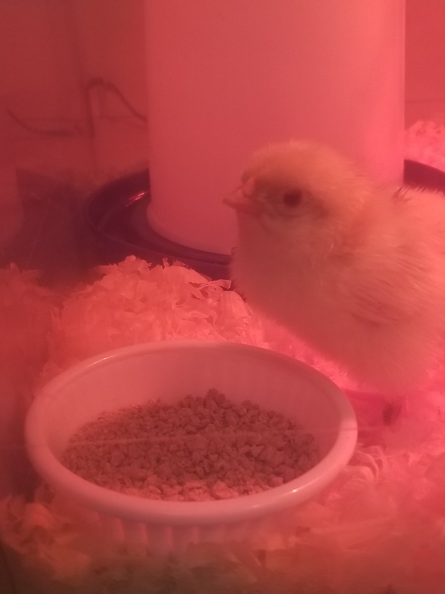 Karen Dreistadt tweet media