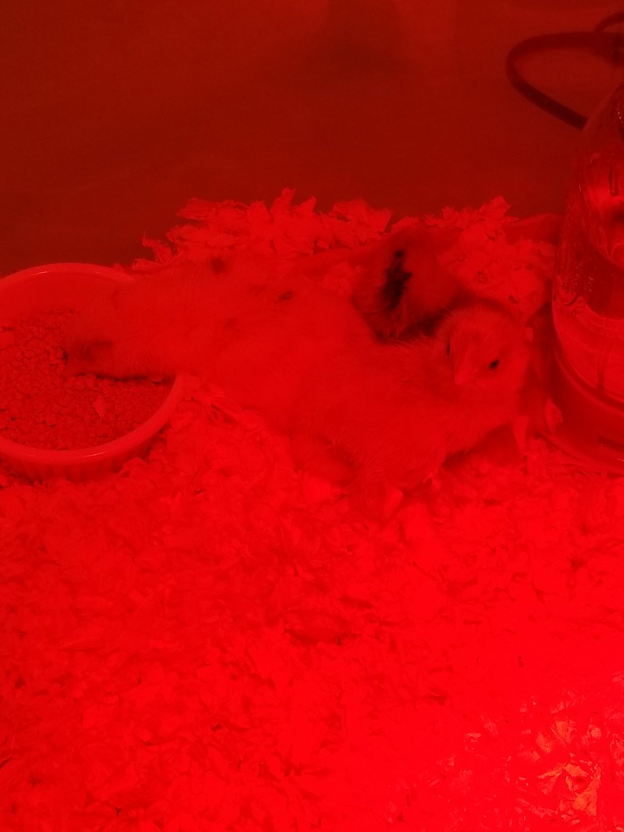 Karen Dreistadt tweet media