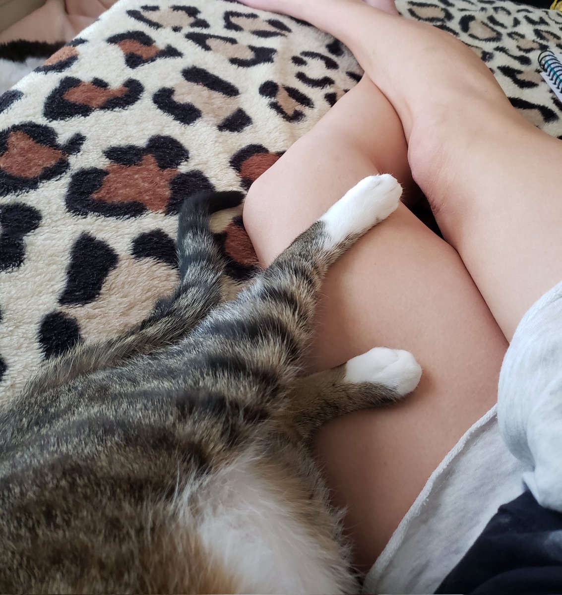 SoberNow112521's tweet photo. Nap time. Well, I'm held hostage while #GeorgeCat naps. https://t.co/77Spc5RaUd