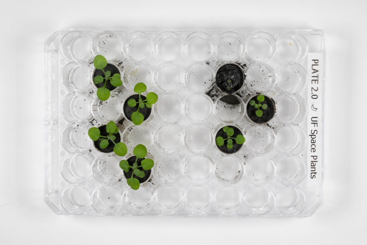 NASA_es's tweet photo. Por primera vez, científicos han cultivado plantas en suelo lunar.

Este experimento de la @UF y la @NASASpaceSci, hecho con muestras de Apolo, podrían allanar el camino para misiones sostenibles con astronautas al espacio profundo: https://t.co/3349OHFULs 🌱 https://t.co/x7KaEBMu3q