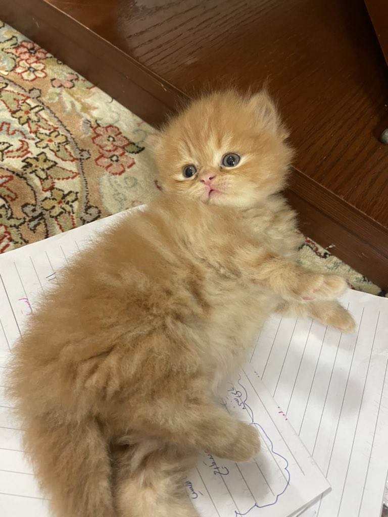 setishmoh's tweet photo. چون خيلي دوست داشتين بقولينش بياين اينم بقولين 🥹❤️ https://t.co/SfjMpP5OR7