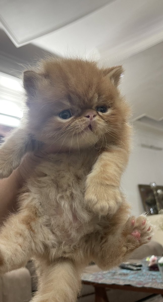 setishmoh's tweet photo. داداششم ميتونين بقوليناا🥹🥲❤️ https://t.co/pnY9GsVEv5