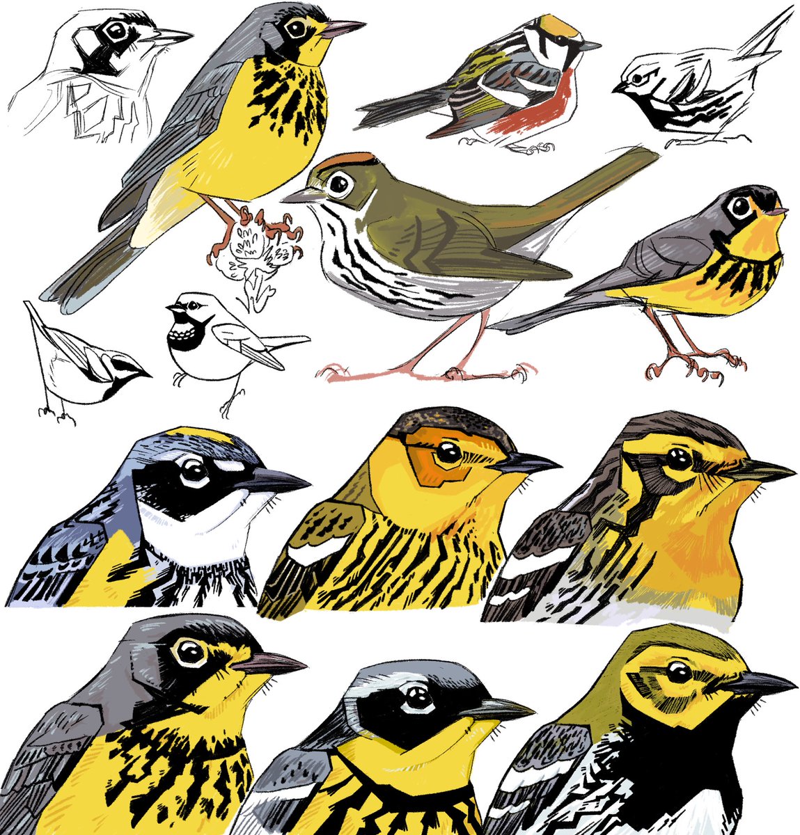 AthenaGubbe's tweet photo. Warblers! https://t.co/ZKKaJmnPPV