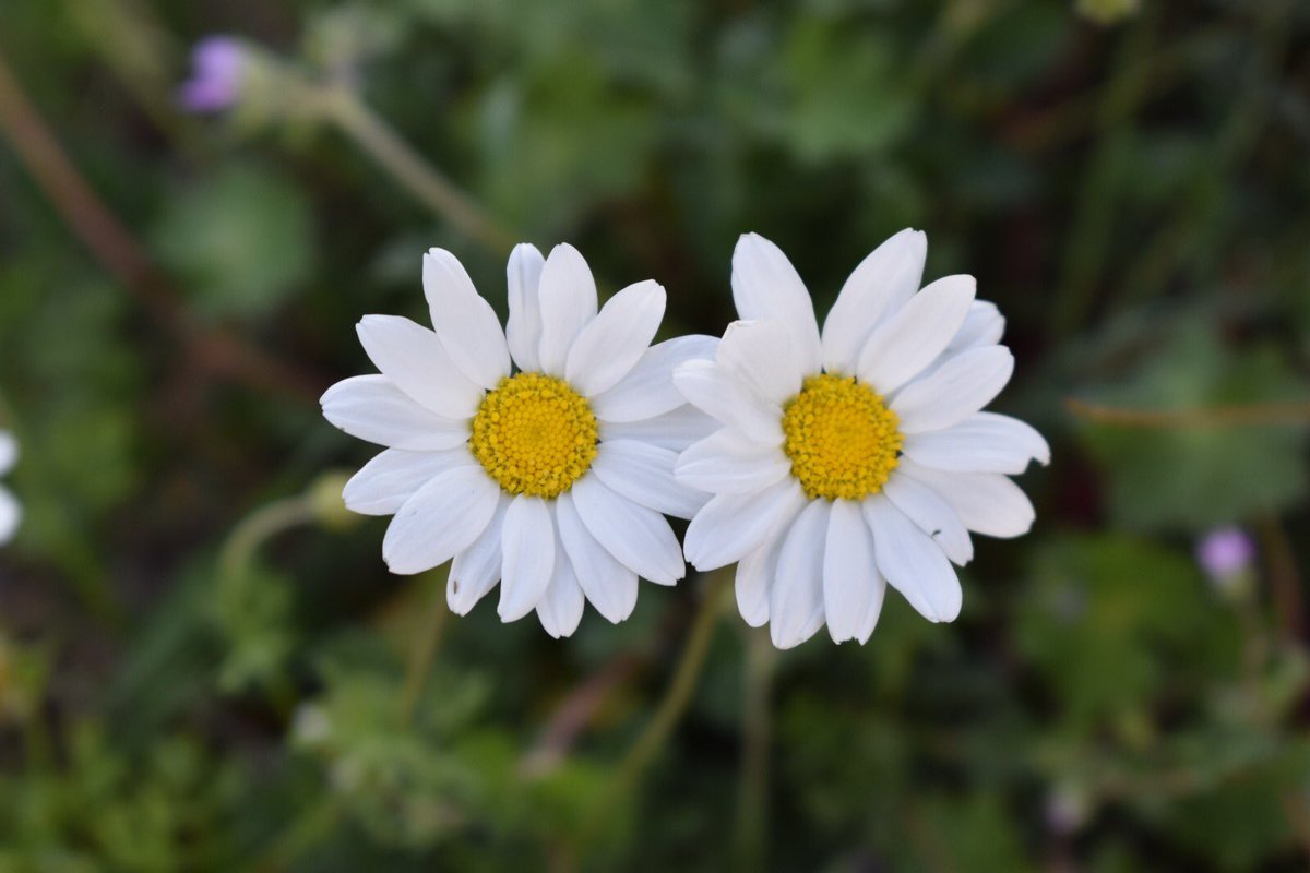 Herkes birbirinden habersiz;okulda arkadaşlar bahar gibi olmuşsun dedi;sınıfta öğrencilerim Hocam sizde bir bahar mutluluğu var dedi;sahilde tanıdıklar bahar sana ne iyi gelmiş dedi...Evet bir baharın huzuru var ve şimdi artık yaz mevsiminin fısıltısı...
<a href="/kalbinfisiltisi/">whisperofwordsandnature🍀</a> 
#life
