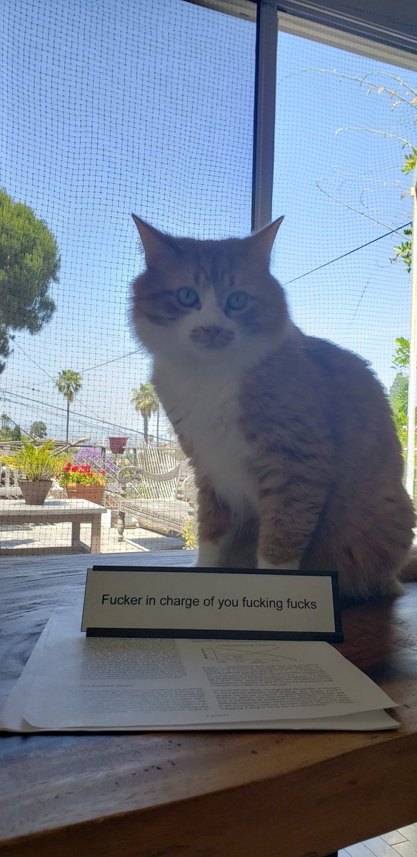 cats with jobs 🛠 (@catworkers) on Twitter photo 