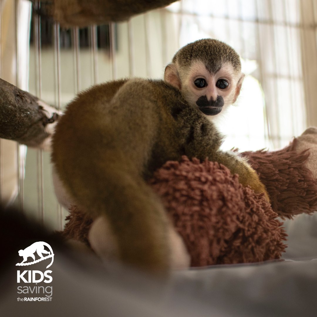 KSTRCR's tweet photo. ✨Do you remember Ezequielin?✨

He is a very special animal for us as he was the first baby👼🏼 in our new nursery.

He is growing up so fast! He already moves around a lot more but he keeps going back to his teddy monkey for comfort🐒, a natural behavior for squirrel monkeys. https://t.co/8XqEHkCwO6