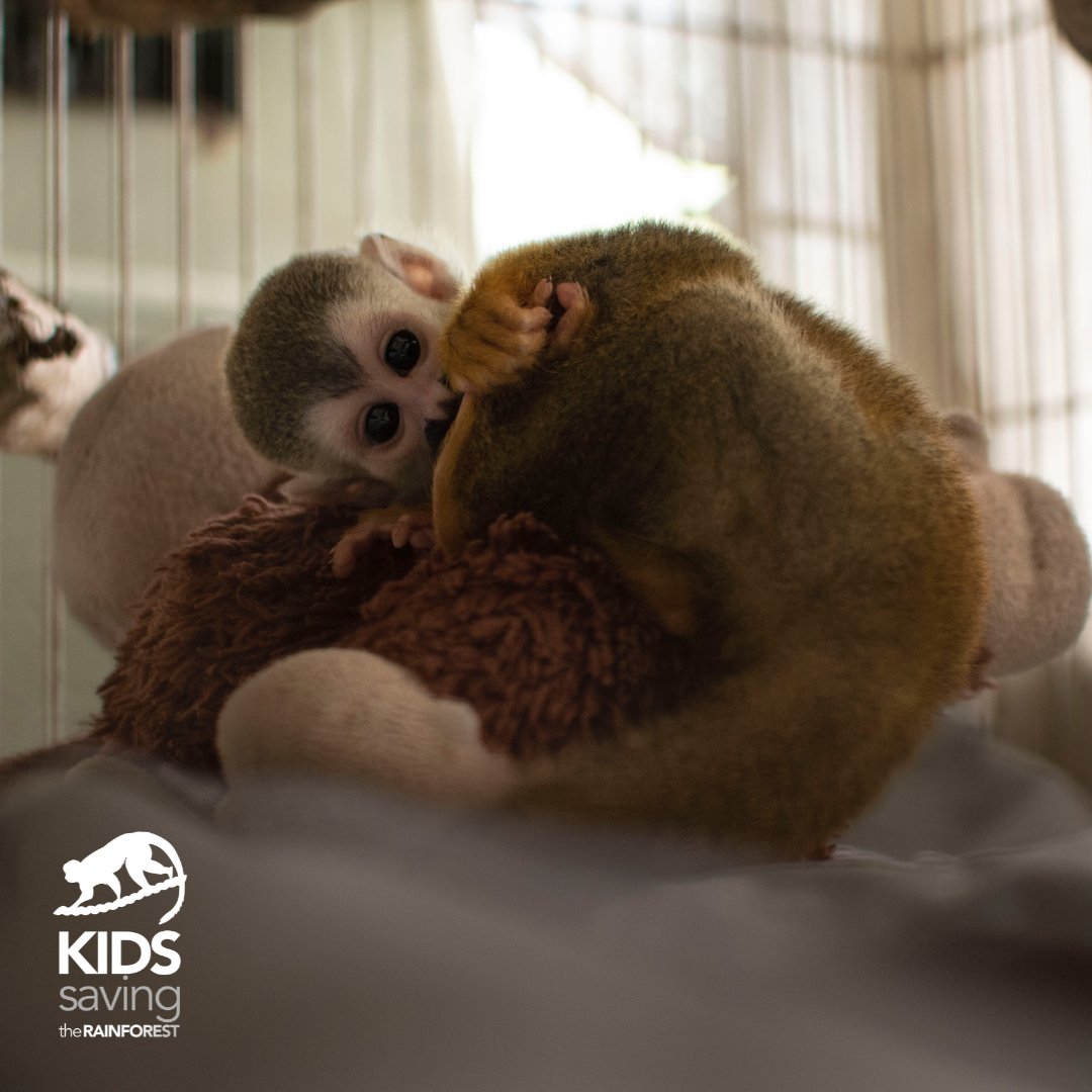 KSTRCR's tweet photo. ✨Do you remember Ezequielin?✨

He is a very special animal for us as he was the first baby👼🏼 in our new nursery.

He is growing up so fast! He already moves around a lot more but he keeps going back to his teddy monkey for comfort🐒, a natural behavior for squirrel monkeys. https://t.co/8XqEHkCwO6