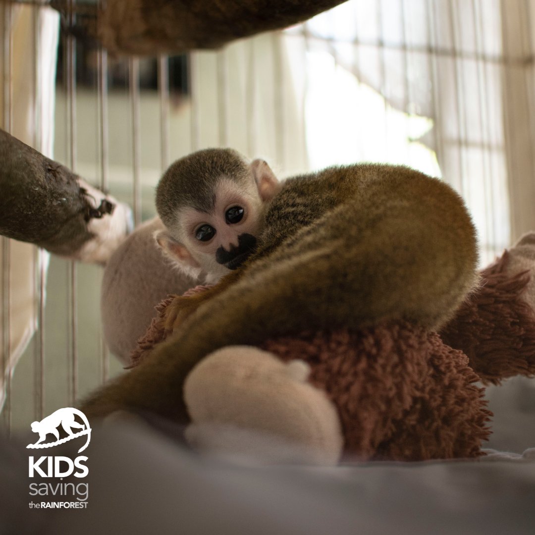 KSTRCR's tweet photo. ✨Do you remember Ezequielin?✨

He is a very special animal for us as he was the first baby👼🏼 in our new nursery.

He is growing up so fast! He already moves around a lot more but he keeps going back to his teddy monkey for comfort🐒, a natural behavior for squirrel monkeys. https://t.co/8XqEHkCwO6