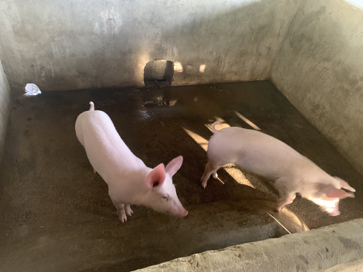 annxsicat's tweet photo. Piggies 😍 https://t.co/8cmjagmgM0