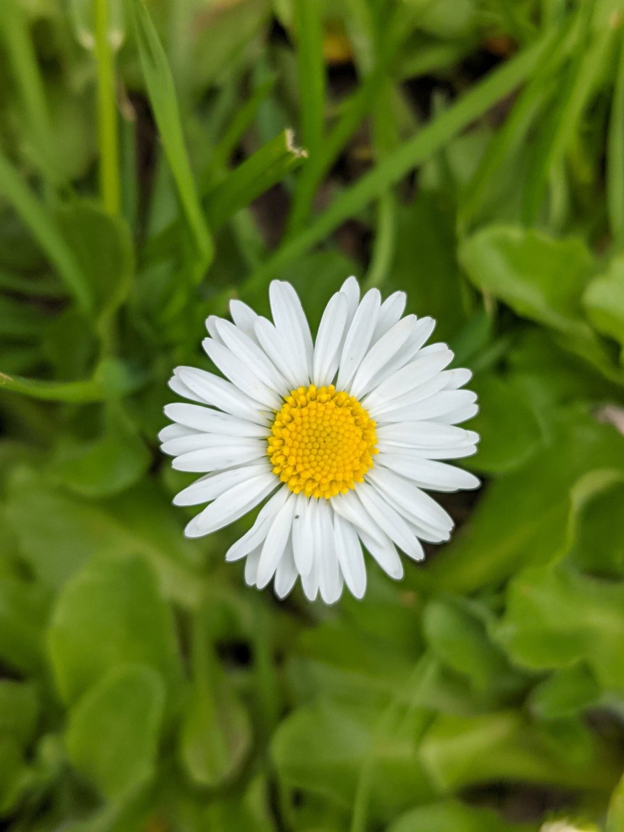 ZehrKeith's tweet photo. Lil daisy
#photography #nature #flower #daisy #thompsonparkny #pixel2xlcamera https://t.co/8gFD6DsVax
