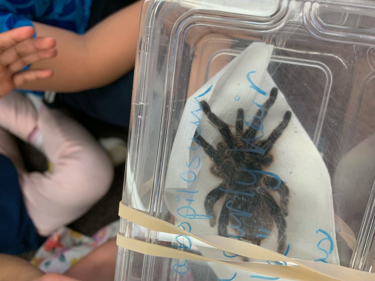Emily_Kelly25's tweet photo. Entomologist, Dr. Megan from The Ohio State University brought some cool bugs for us to learn about today! We even got to hold some! ⁦@BNLC_HCSD⁩ https://t.co/nMmaUKbJL6
