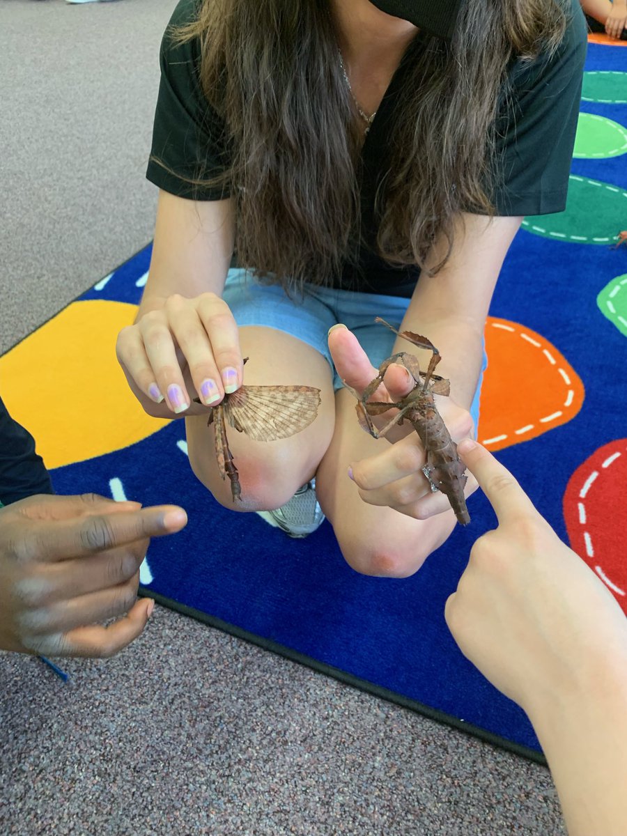 Emily_Kelly25's tweet photo. Entomologist, Dr. Megan from The Ohio State University brought some cool bugs for us to learn about today! We even got to hold some! ⁦@BNLC_HCSD⁩ https://t.co/nMmaUKbJL6