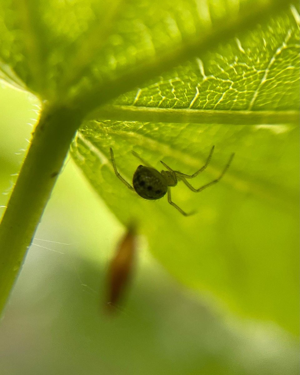 marie_busby's tweet photo. Mindfulness practice…get outside with your phone and a clip-on macro lens and look for details.  The tiny world can take you out of the big world for a while. @MindCharity #pauseformind @WKWT https://t.co/K3KKnCok9q