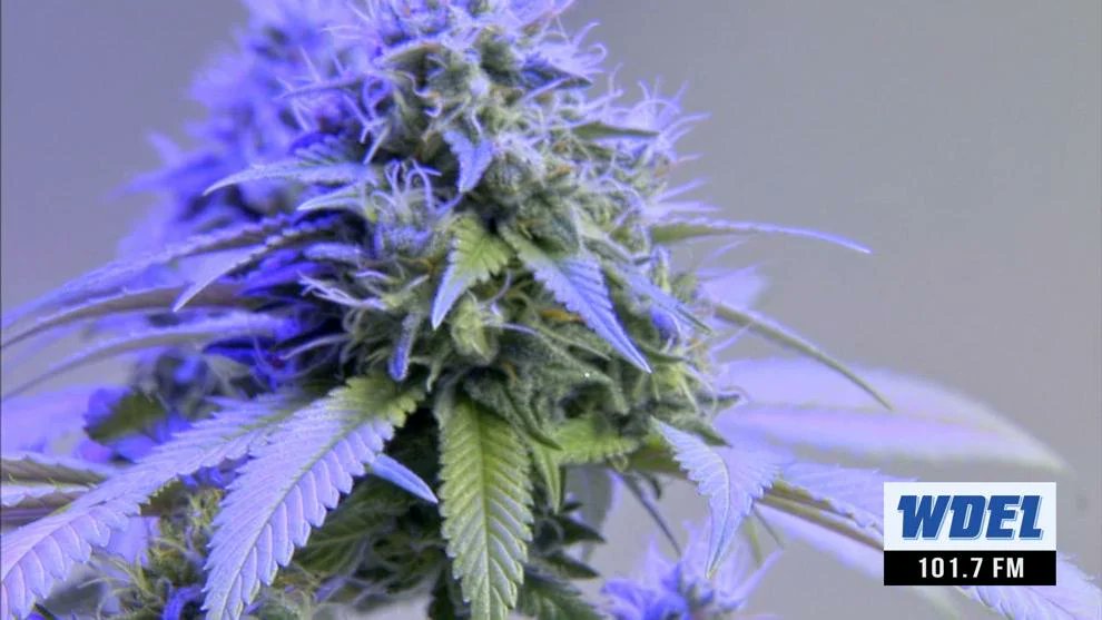 BREAKING: The Delaware Senate has passed marijuana legalization, sending it to Gov. John Carney's desk. Story coming soon. | #NetDE #LegalizeIt