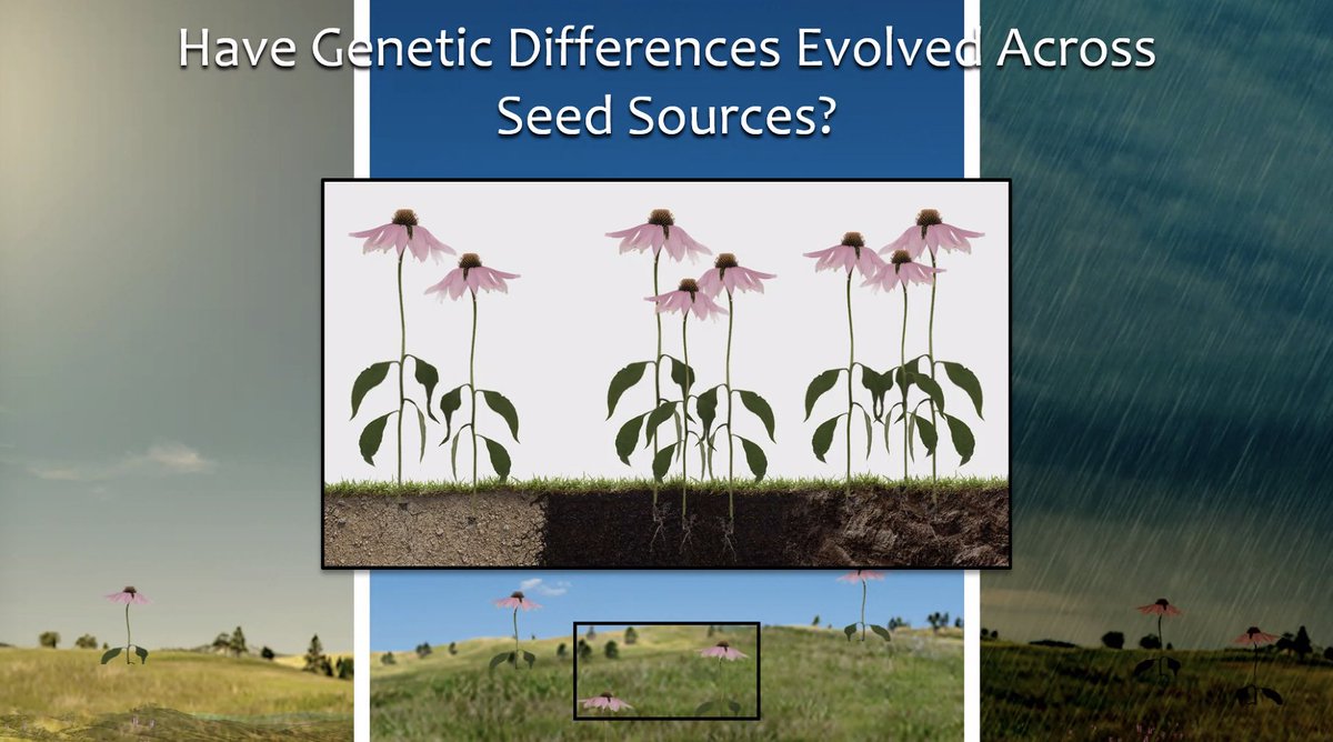 jilla_hamilton's tweet photo. Congratulations to @PrairieFungus who passed her MS today studying 'Environmental impacts on trait differences across a species' range with implications for grassland restoration'. A very thoughtful thesis that thinks broadly about restoration  #ProudPI https://t.co/WYcjEzk1of