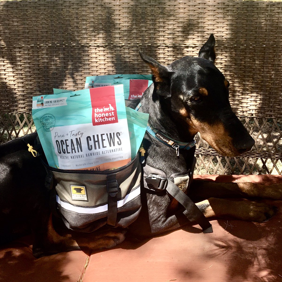 PapaDobie's tweet photo. Never not delivering…
~AC #Doberman #HDDRofNM #DogsofTwittter #dogsoftwitter #honestkitchen https://t.co/pcRiY9HKJH
