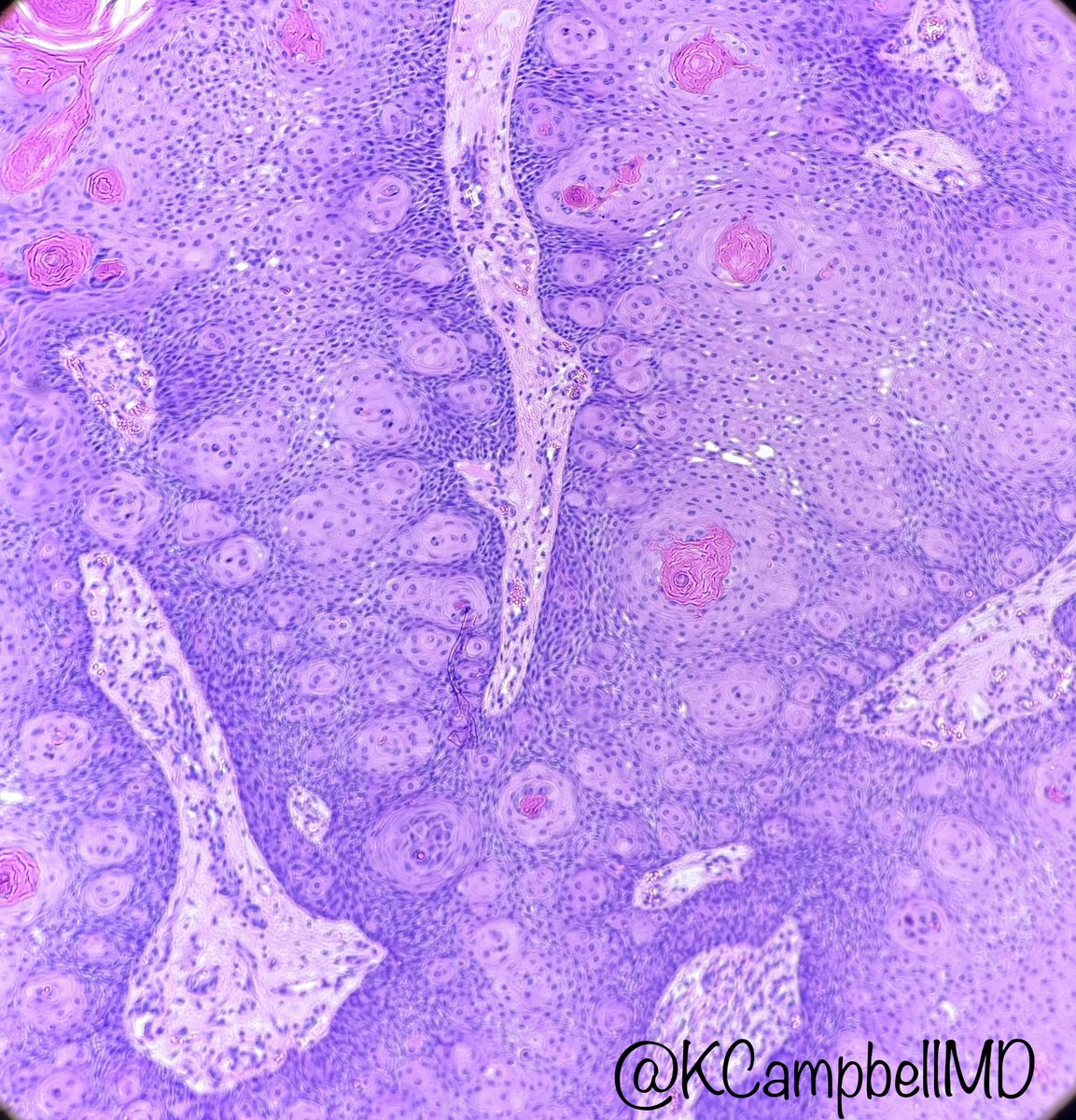 Katelynn Campbell tweet media