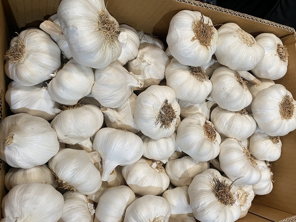 "Die Türkei muss ihre Exportregionen und -mengen für den Export von Knoblauch vergrößern" <a href="/TumenTarim/">Tumen Tarim® Farm</a>
freshplaza.de/article/942606…
