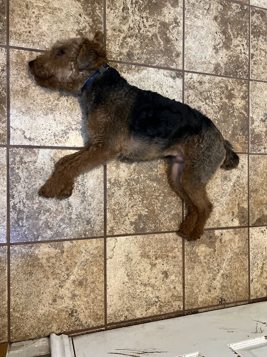 guy451m's tweet image. Big sister Sophia is at groomers. What else to do but wait for her.