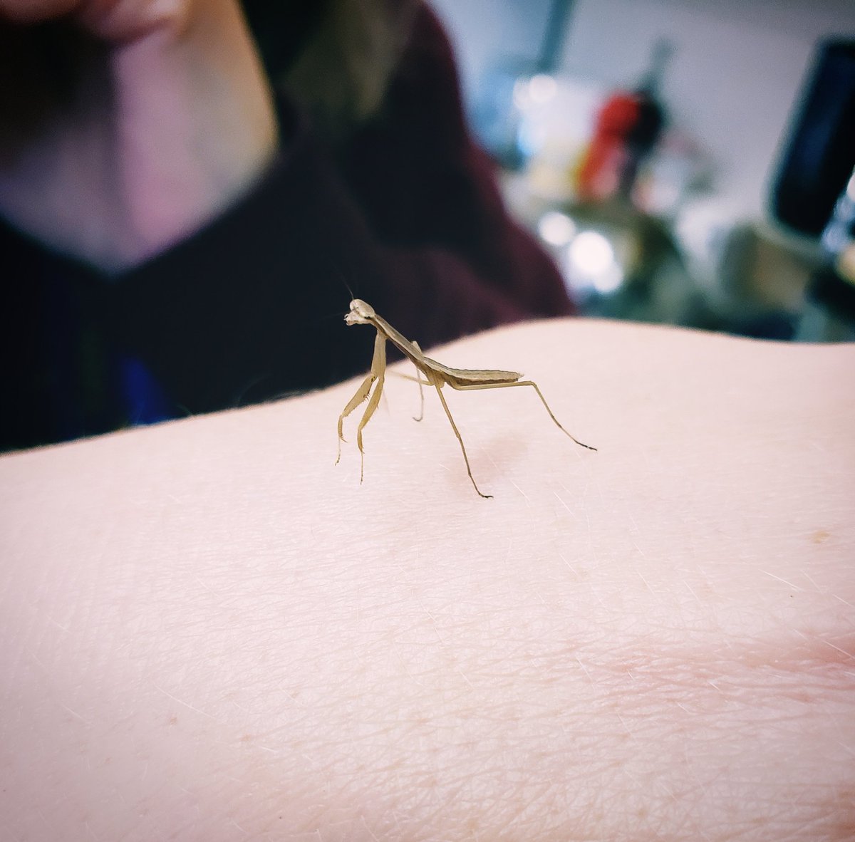 Mrs_V_Harris's tweet photo. Sad to say our Good-byes to our praying mantises. We've been raising them in @LBPearsonOCSB DE class for the last few weeks and it is time to let them flourish and be free! https://t.co/U9enL8pAIw