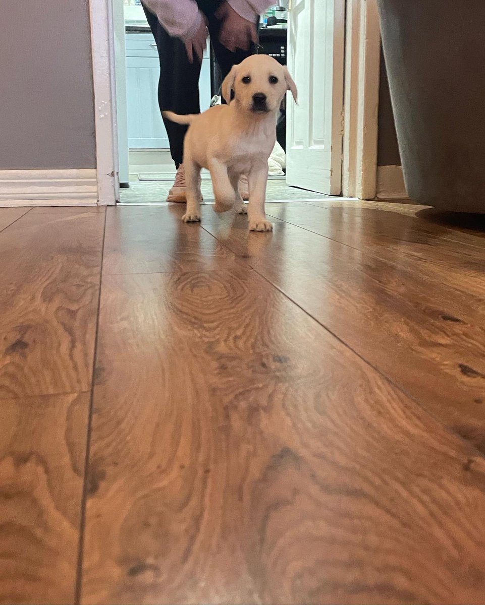 amycoubroughx's tweet photo. Newest addition to the mad house, everyone meet buddy 🤍 https://t.co/wxxY3sATKf