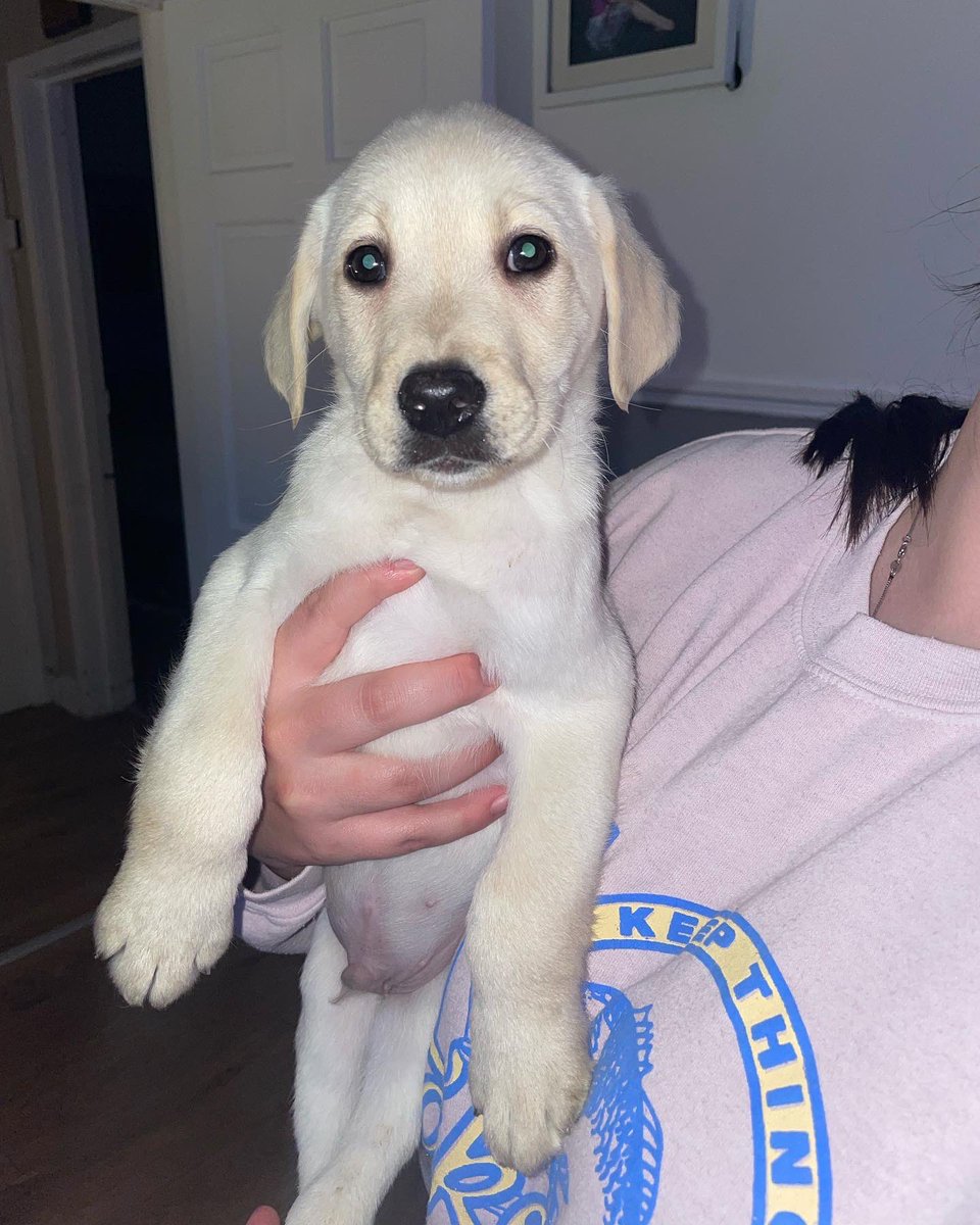 amycoubroughx's tweet photo. Newest addition to the mad house, everyone meet buddy 🤍 https://t.co/wxxY3sATKf