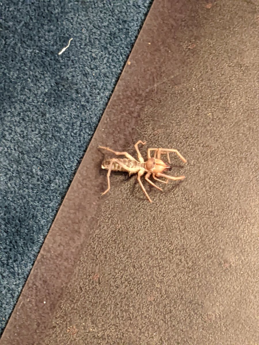 The Greasy Strangler tweet media