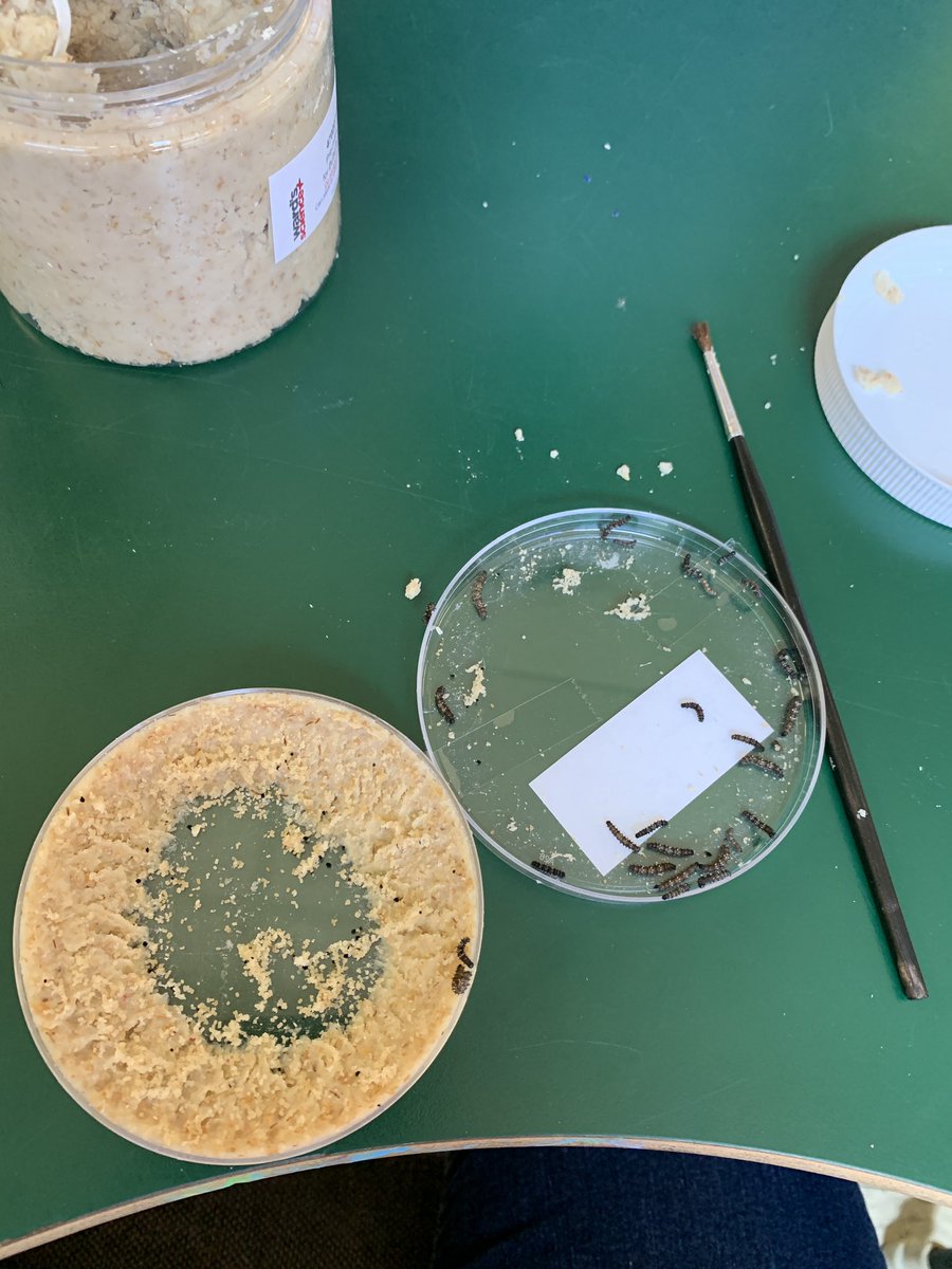 StephPitcher's tweet photo. Our caterpillars arrived today! Fun things happening in 2 Pitcher 🐛🦋@centralspry https://t.co/36h8cM4B7m