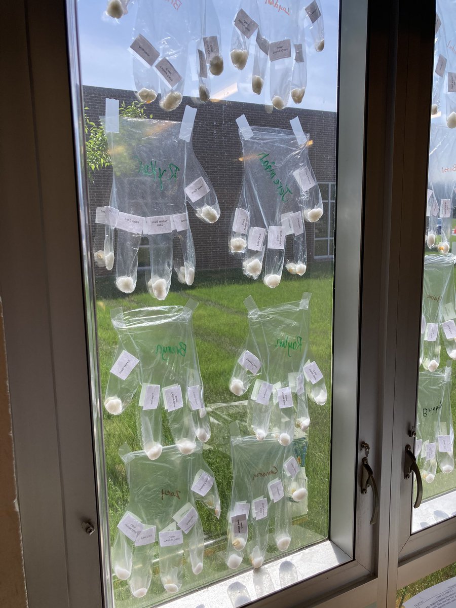 alripberger's tweet photo. Our gloves are ready to grow! https://t.co/RWKI8yKpIZ