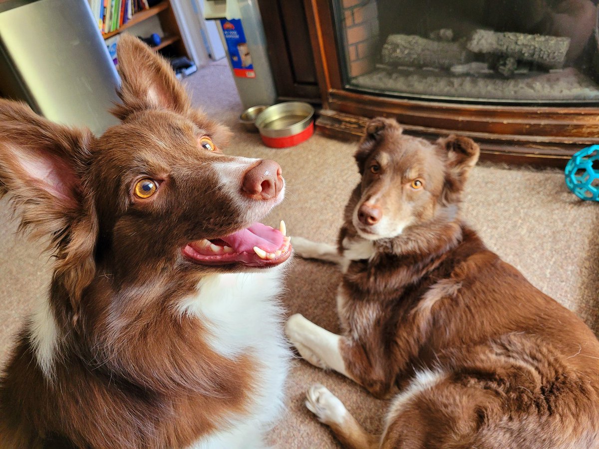 AgilitywAmanda's tweet photo. Two of the sweetest dogs: Winnie &amp; Hershey 😊💕

#adorabledogs #browndogs #dogsmile #dogsmiles #dogeyes #sweetestdog #sweetdog #sweetestdogs #sweetdogs #dogsathome #lifewithdogs #thatlook #thatlooktho https://t.co/v2LatobwPt