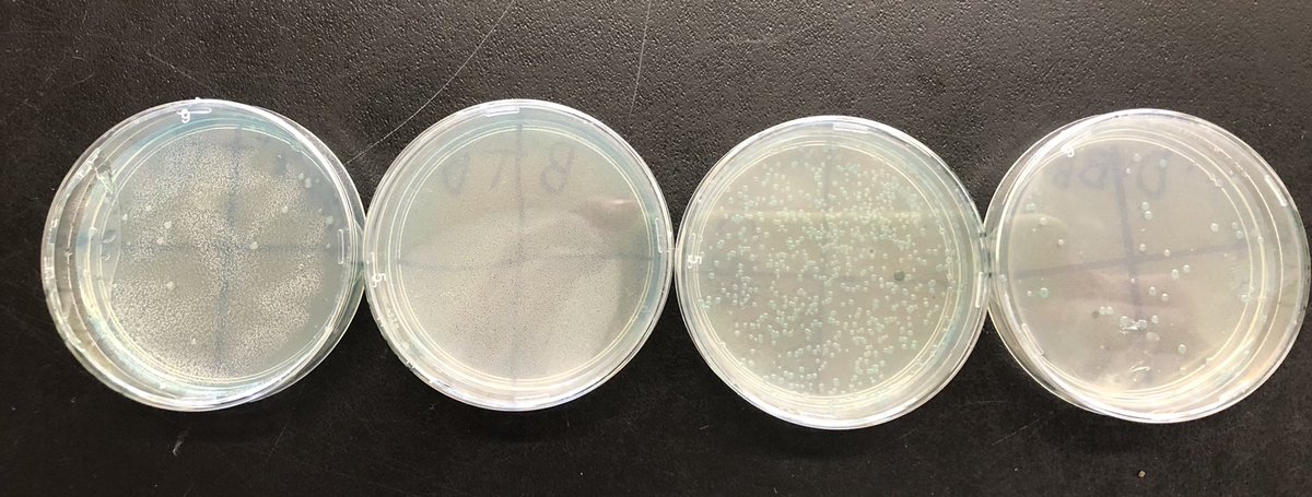 WenWanso's tweet photo. 🧬 Day 3 ✅ Counting Bacteria on our 🧫 @BioRadLifeSci Out of the Blue lab @WTClarkeMS @jmiraglia31 🧫🔵➡️⚪️✅ 🧫🔵➡️🔵✅ #science #bacteria #experiment #CRISPR #analysistime #sciencerocks ❣️ https://t.co/0b91E0sulM