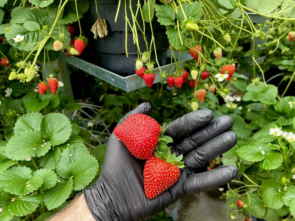 NBrusatore's tweet photo. While Picking Strawberries today,  a very close friend Chief Gibby Jacob showed up to try some strawberries.   I sure hope He liked them !!! #squamish #strawberries #buylocal #bcgrown https://t.co/vL30GTWoy7