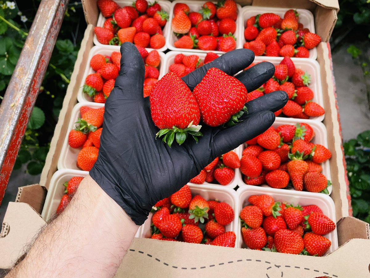 NBrusatore's tweet photo. While Picking Strawberries today,  a very close friend Chief Gibby Jacob showed up to try some strawberries.   I sure hope He liked them !!! #squamish #strawberries #buylocal #bcgrown https://t.co/vL30GTWoy7
