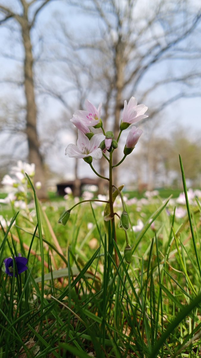 TheConnarchy's tweet image. Nifty flower. Found it growing on the ground.

#nature #naturephotos #SpringAwakeningHBO #spring #MayThe4thBeWithYou