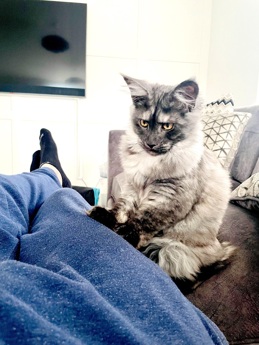 Michael's Cat tweet media