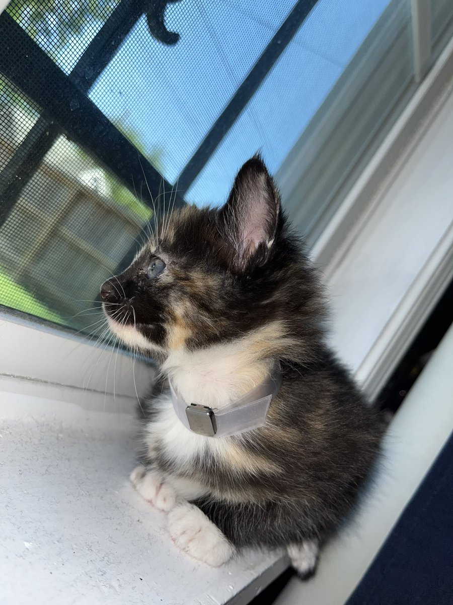 _rdserrano_'s tweet photo. UPDATE!!! I got a cat 🥹🥹🥹 https://t.co/fgkls48s06