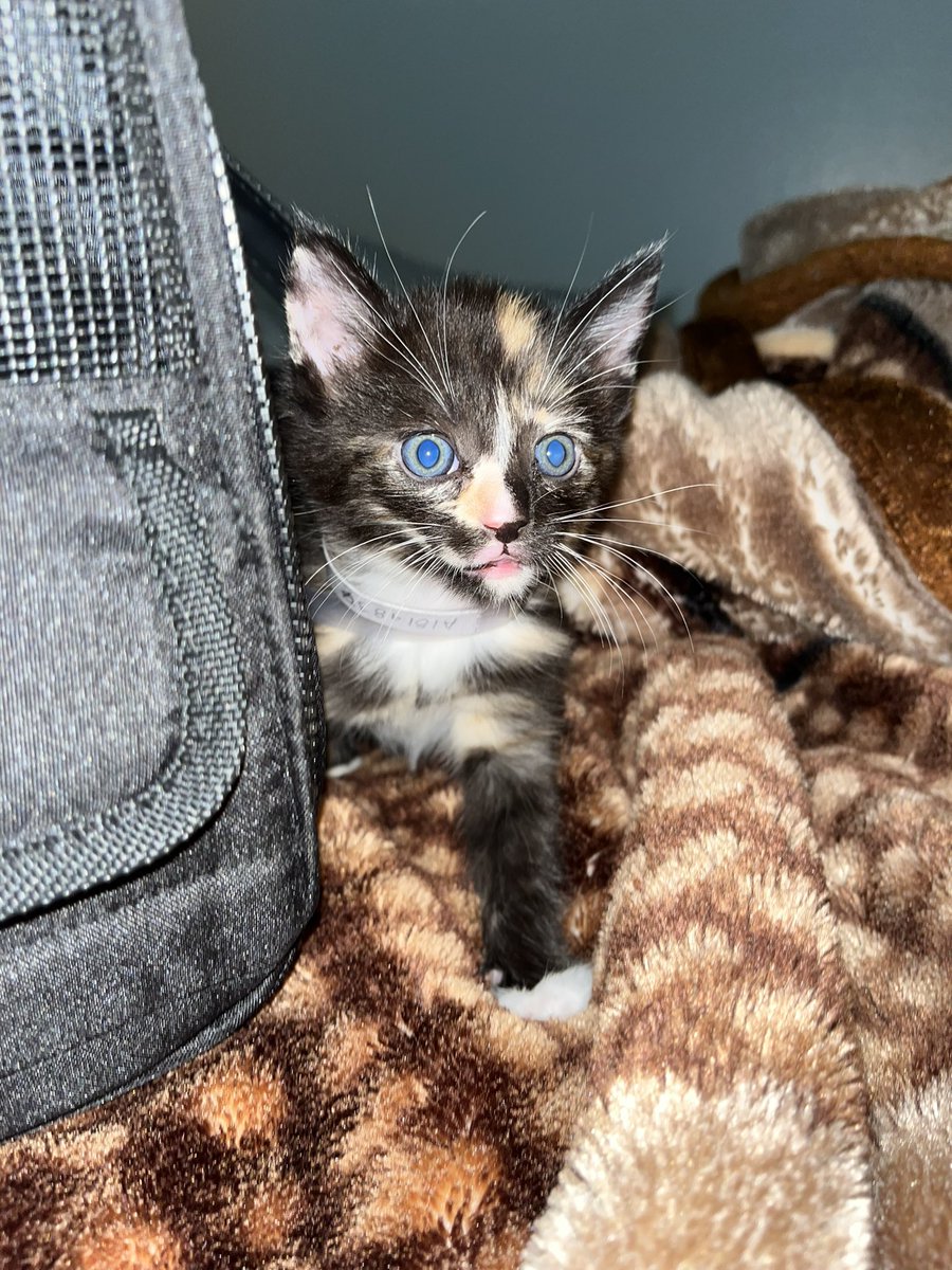 _rdserrano_'s tweet photo. UPDATE!!! I got a cat 🥹🥹🥹 https://t.co/fgkls48s06