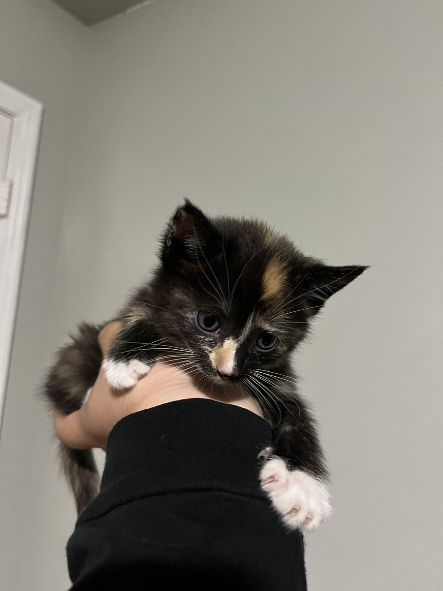 _rdserrano_'s tweet photo. UPDATE!!! I got a cat 🥹🥹🥹 https://t.co/fgkls48s06