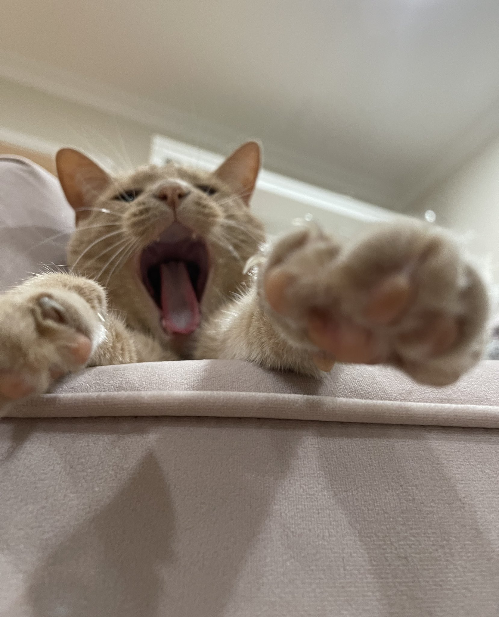 hannah jo on Twitter: "toes on the timeline… pls be nice :) https://t
