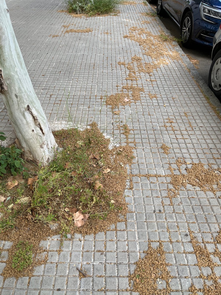 alebacete's tweet photo. Es una vergüenza cómo está la calle Campo de los Mártires, lleva semanas acumulándose el polen y ya no puedo más con la alergia. @Ayto_Sevilla @LipasamSevilla https://t.co/c0CwVI9A7s