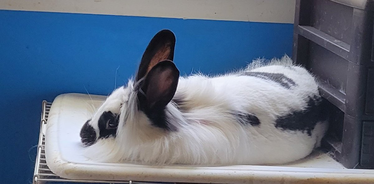 IncognitoDef's tweet image. My lil croissant