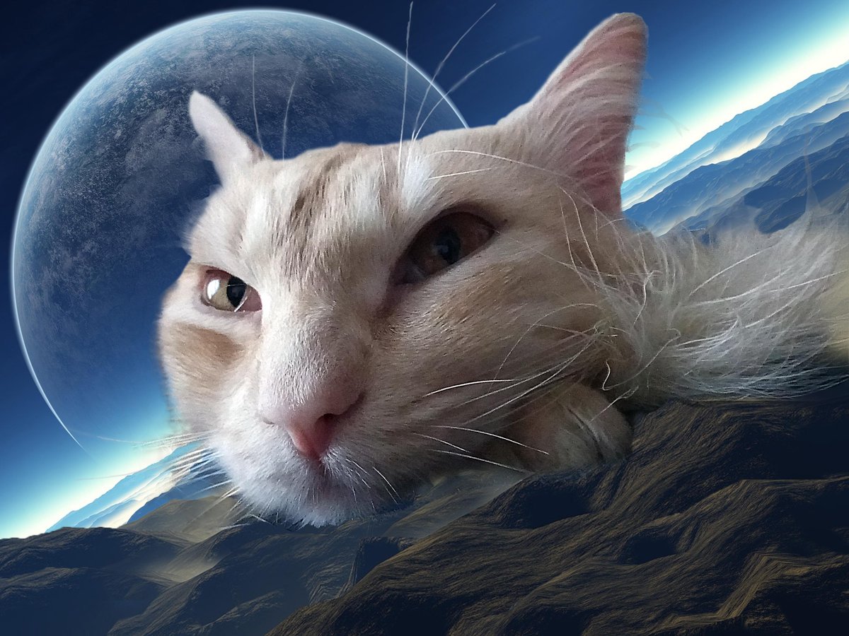 AwwHourly's tweet photo. Space cat Muchach comeback 🌌😺 - #cat #comeback #Muchach #Space https://t.co/nw4yxnpckd