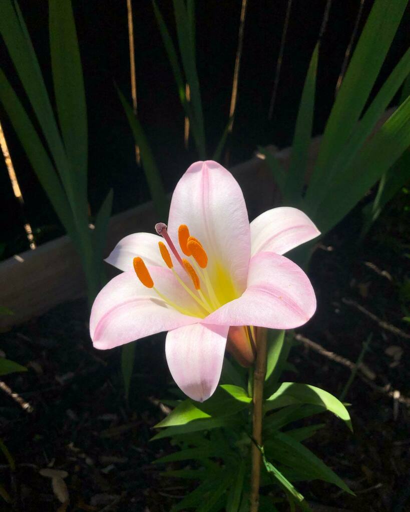 faerytalewings's tweet photo. Long time no post! Here’s a lily that bloomed in my garden recently that looks completely fake. I’ve been staring at it for days now, I think I need to paint it. 

#flower #garden #spring #lily #gardening #🌸 https://t.co/at1UVk3SrR https://t.co/mTw9vLasLu