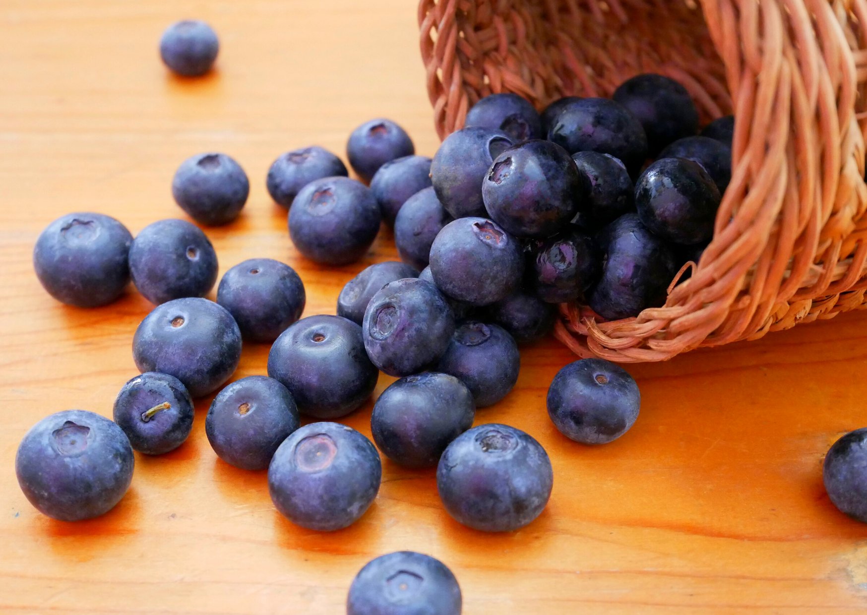 Ibo Blueberry Org Demand For Serbian Blueberries Is Above Our Expectations Blueberries From Serbia Are Enjoying Increasing Popularity Says A Berry Exporter Last Season Was Successful For Them And The Ibo Blueberry Org Demand For Serbian Blueberries Is Above Our Expectations Blueberries From Serbia Are Enjoying Increasing Popularity Says A Berry Exporter Last Season Was Successful For Them And The