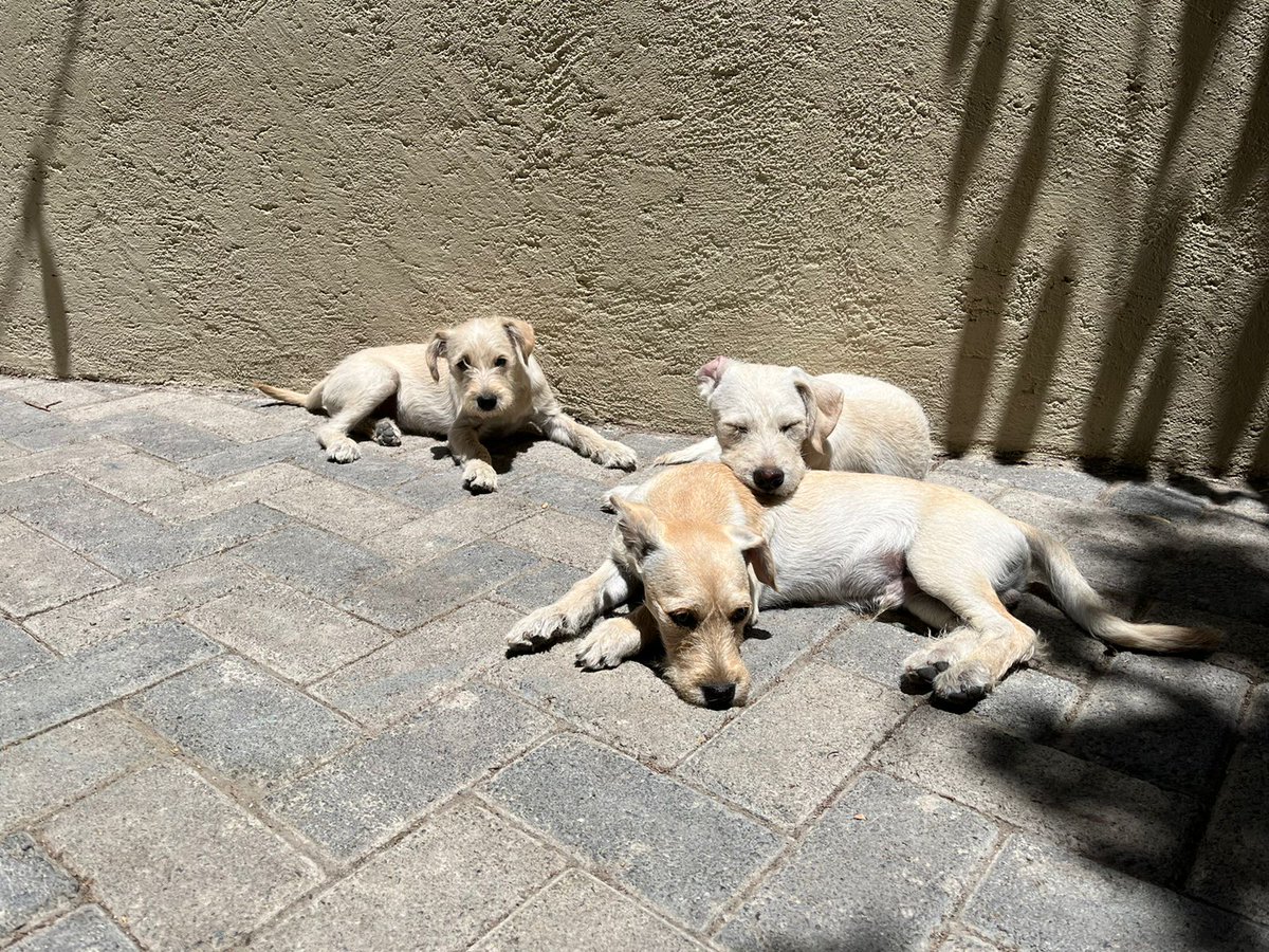 Hace seis meses mi compañera y yo rescatamos a una perrita que resultó embarazada de 7 cachorros. 

Estamos buscando hogar para los 3 últimos machos, todos hermosos, cariñosos y vacunados.

Son de talla pequeña.

Info por MP.