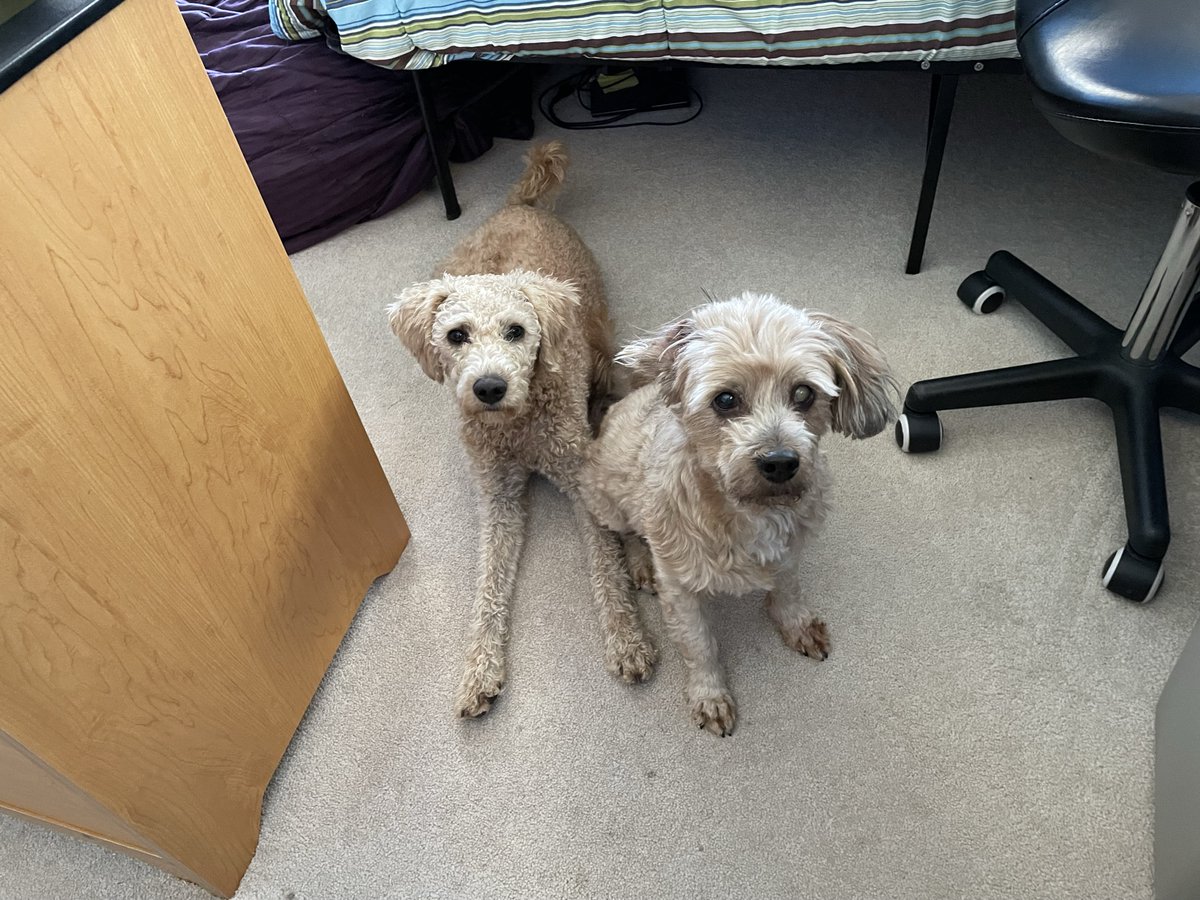 dgoodkin's tweet photo. Today's lecture was on the benefits of using #FreeBSD. It was obviously very engaging and interesting! Expect contributions soon from #DogsOfFreeBSD! https://t.co/91EnRiAPAD
