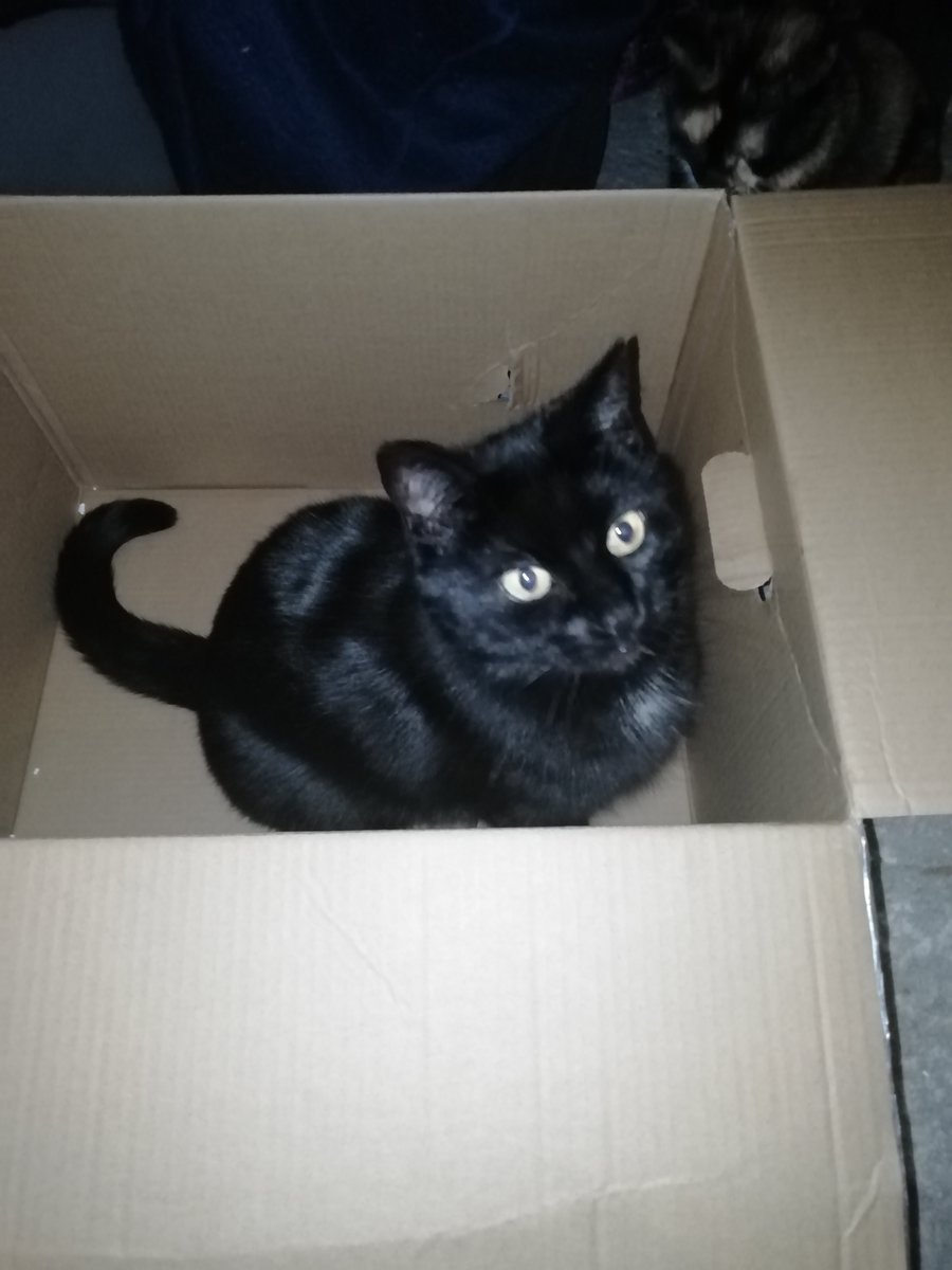 ATVNetworkCat's tweet photo. Okay, after saying I don't sit in boxes, erms, I might have sat in one... #CatsOfTwitter #CatsOnTwitter #NiceBox https://t.co/bSwhMpM8nl