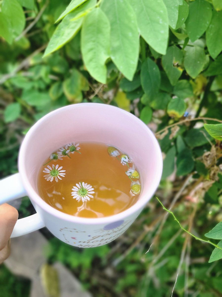 TLCabrera3's tweet photo. Good morning starshine💫 #Chamomile freshly harvested from @CoralParkElemS #FoodForestsforSchools @EducationFund https://t.co/EkxJTrSKtG