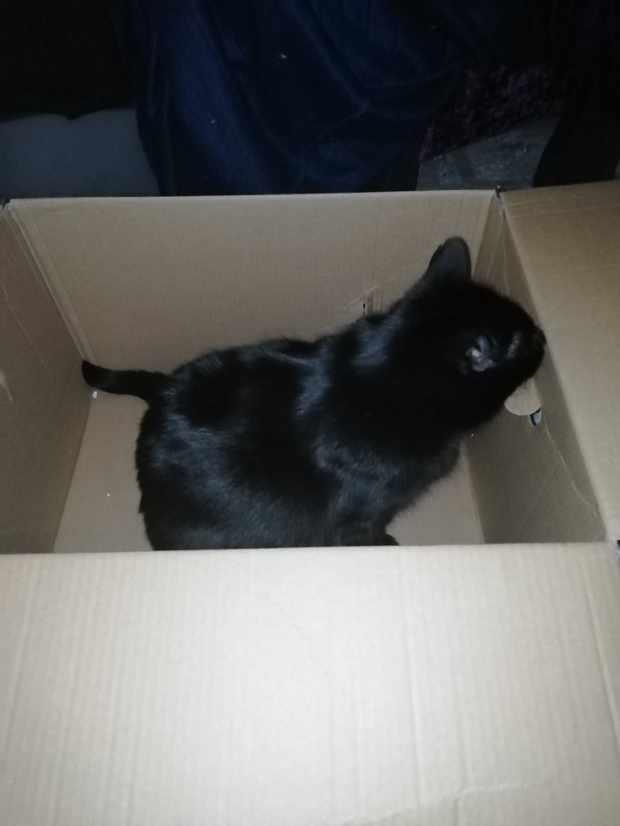 ATVNetworkCat's tweet photo. Okay, after saying I don't sit in boxes, erms, I might have sat in one... #CatsOfTwitter #CatsOnTwitter #NiceBox https://t.co/bSwhMpM8nl