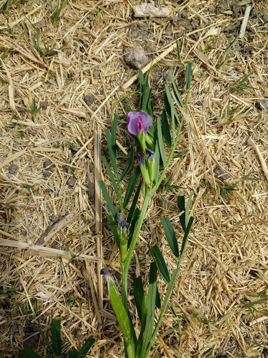 Diferencias morfológicas entre Vicia villosa y Vicia sativa, especies evaluadas cómo cultivos de servicio en la plataforma de investigación Acámbaro.